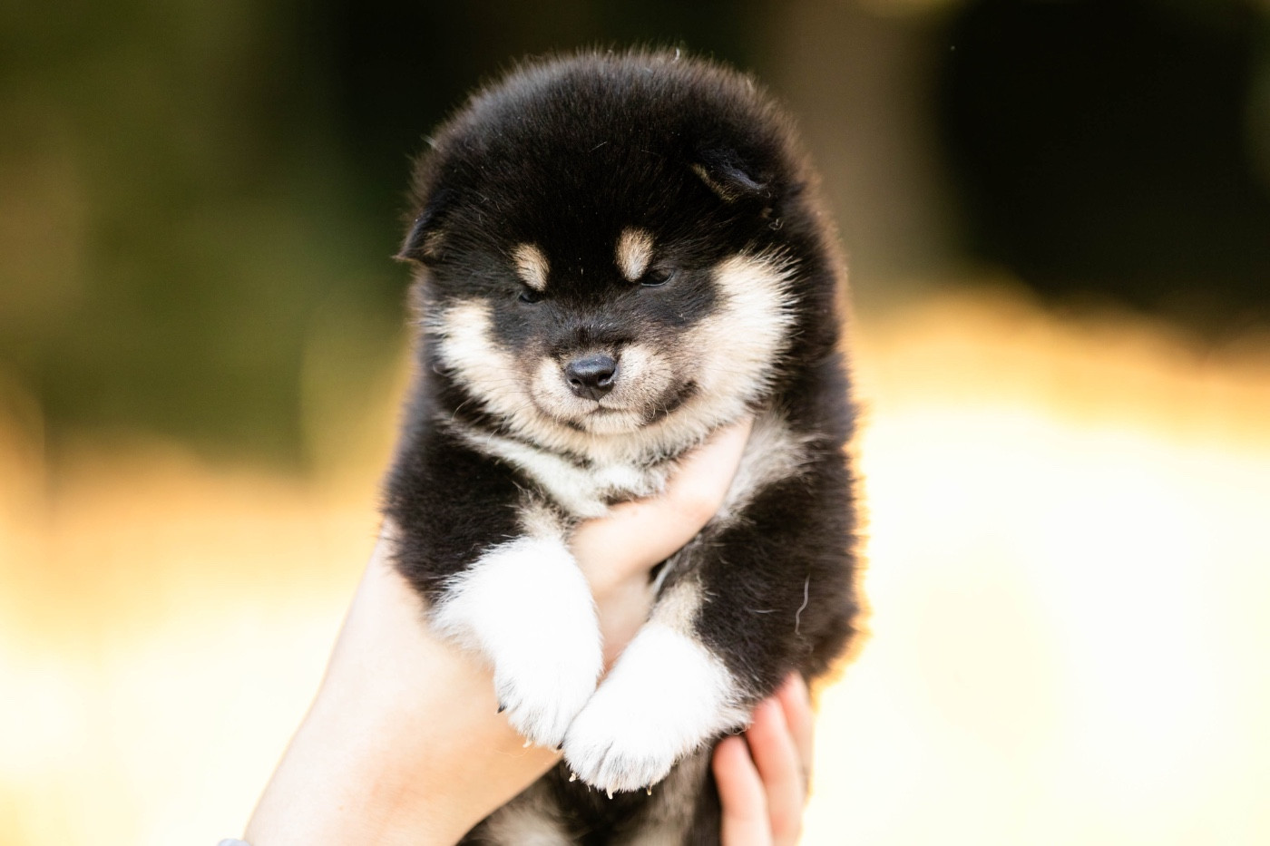 du Bois de Compiègne - Chiots disponibles - Shiba