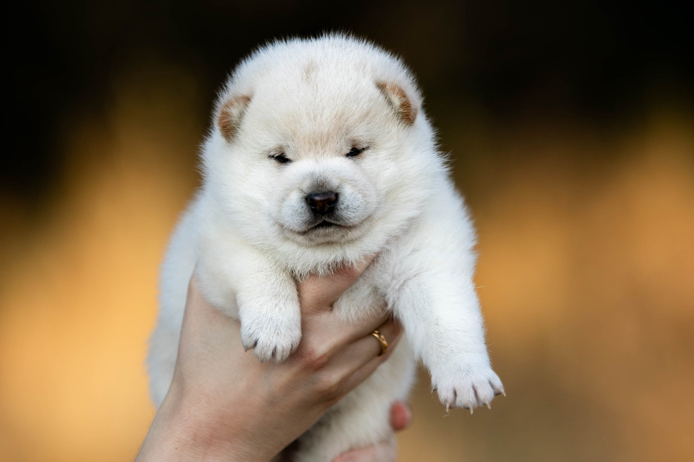 du Bois de Compiègne - Chiots disponibles - Shiba