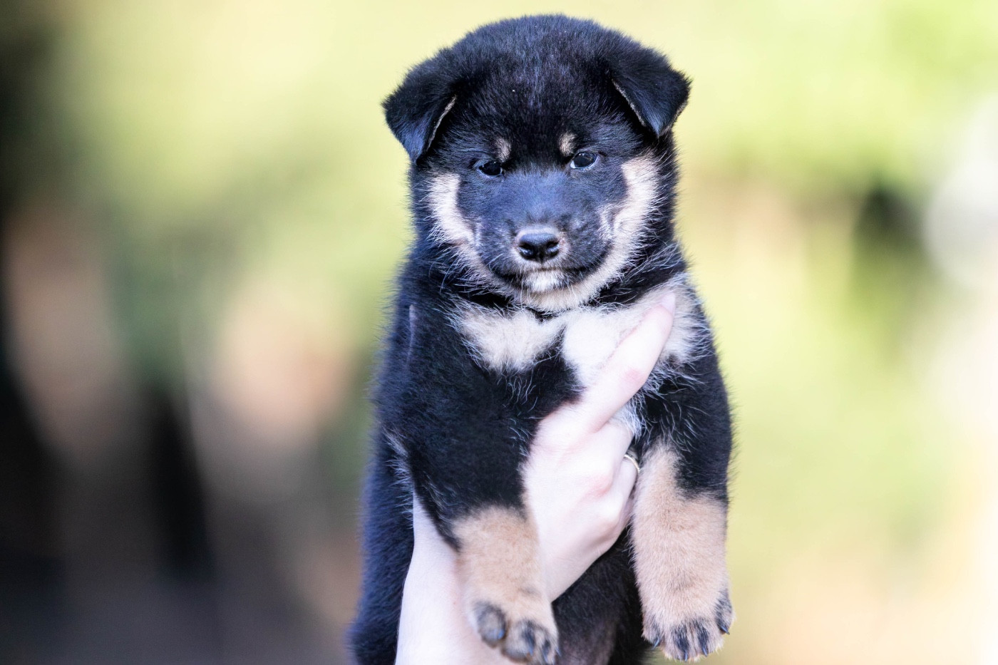 du Bois de Compiègne - Chiots disponibles - Shiba