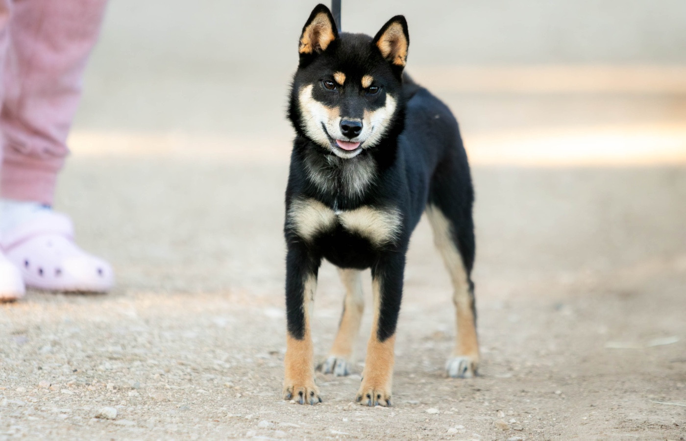 du Bois de Compiègne - Chiots disponibles - Shiba