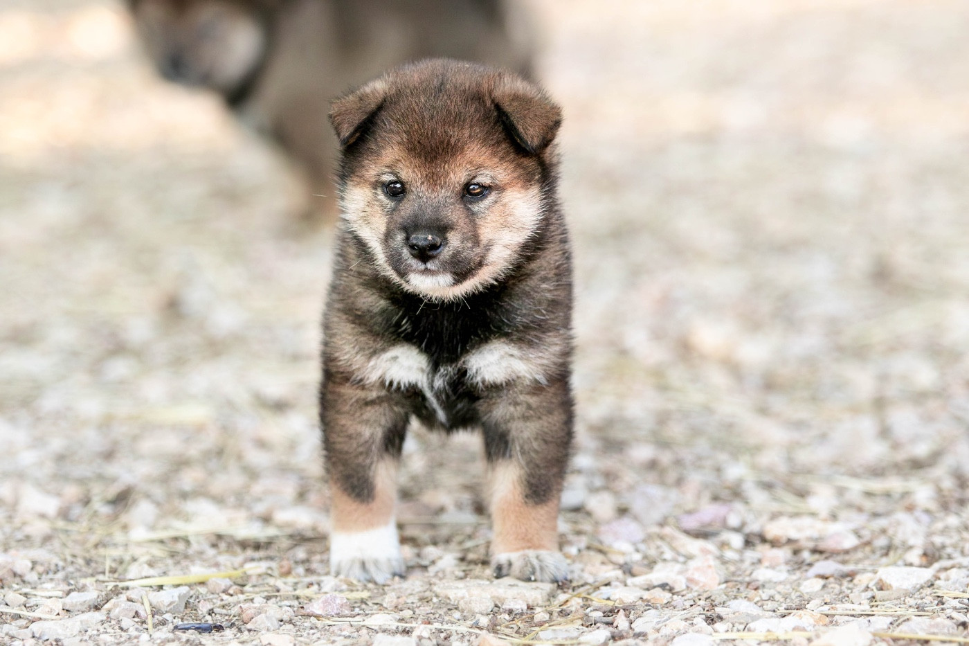 du Bois de Compiègne - Chiots disponibles - Shiba