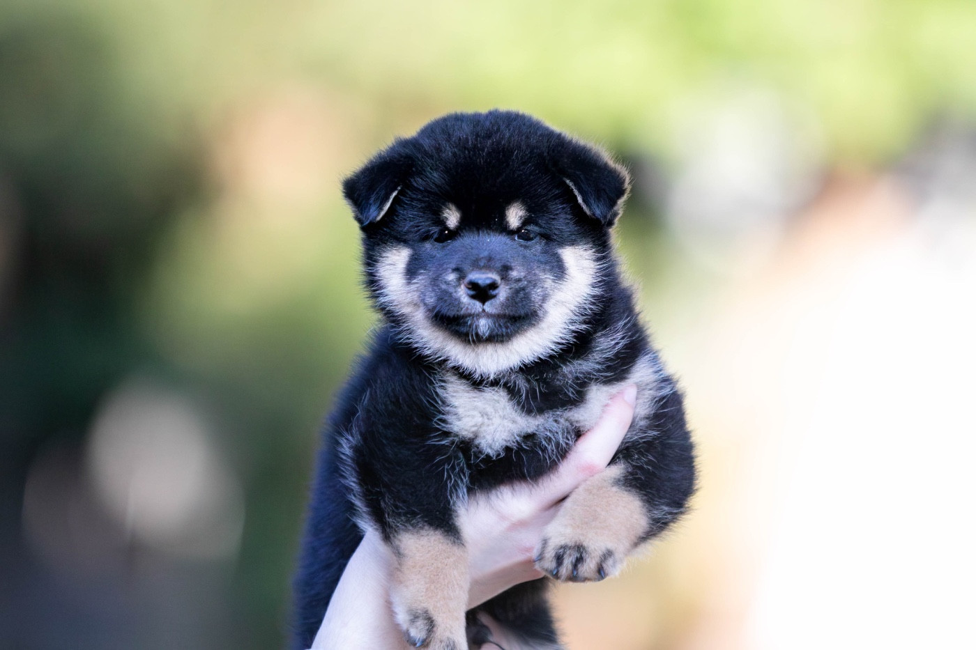 du Bois de Compiègne - Chiots disponibles - Shiba