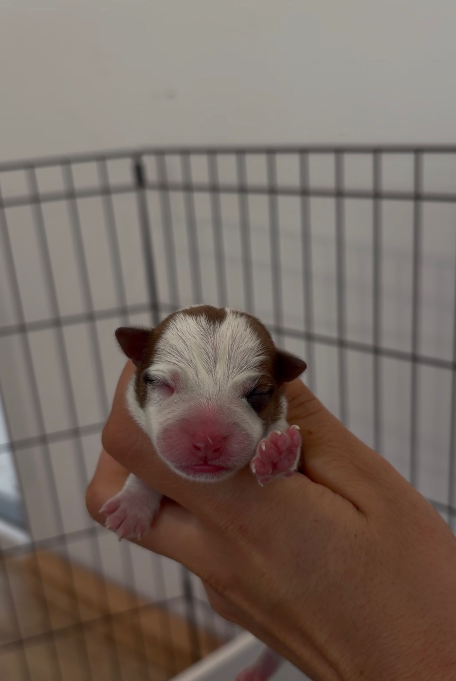 du Bois de Compiègne - Chiots disponibles - Jack Russell Terrier