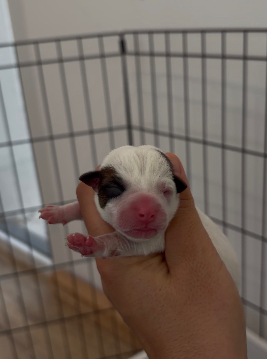 du Bois de Compiègne - Chiots disponibles - Jack Russell Terrier