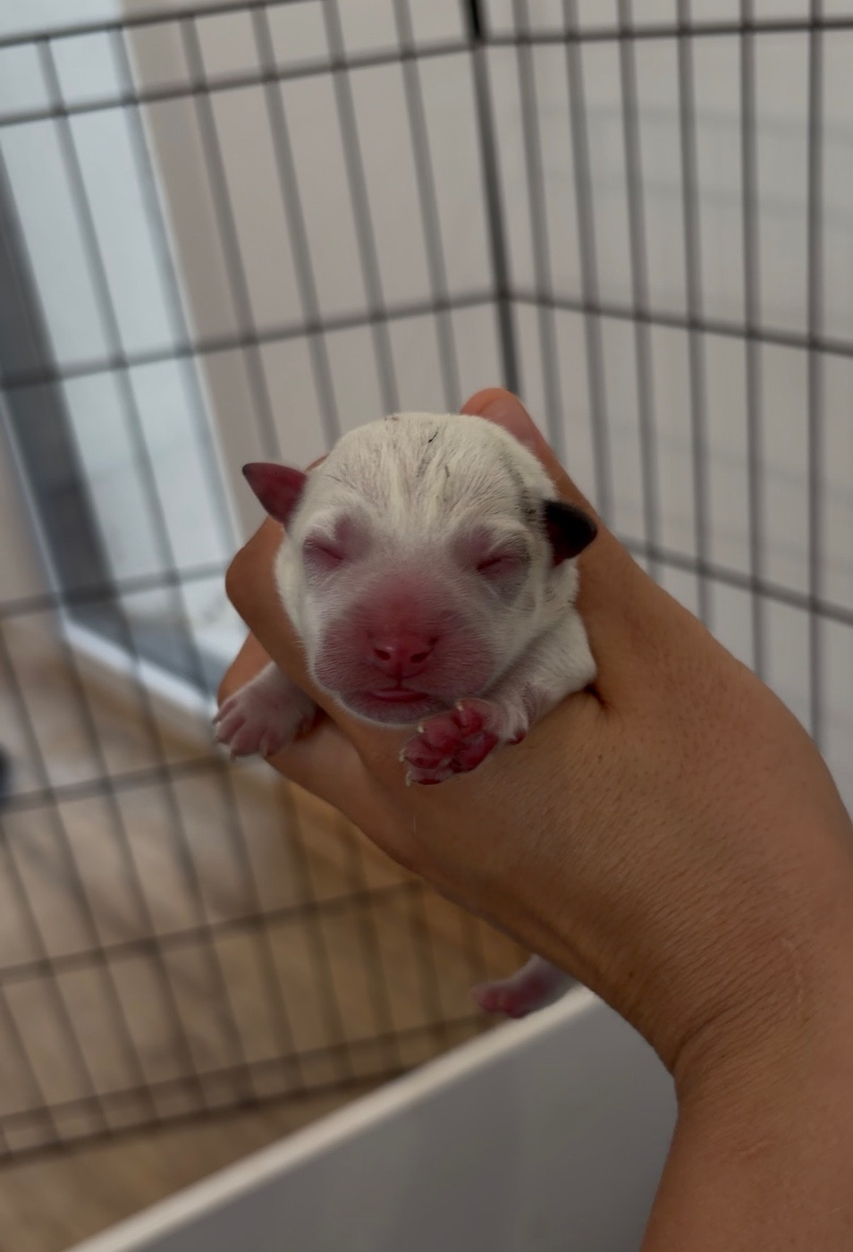 du Bois de Compiègne - Chiots disponibles - Jack Russell Terrier