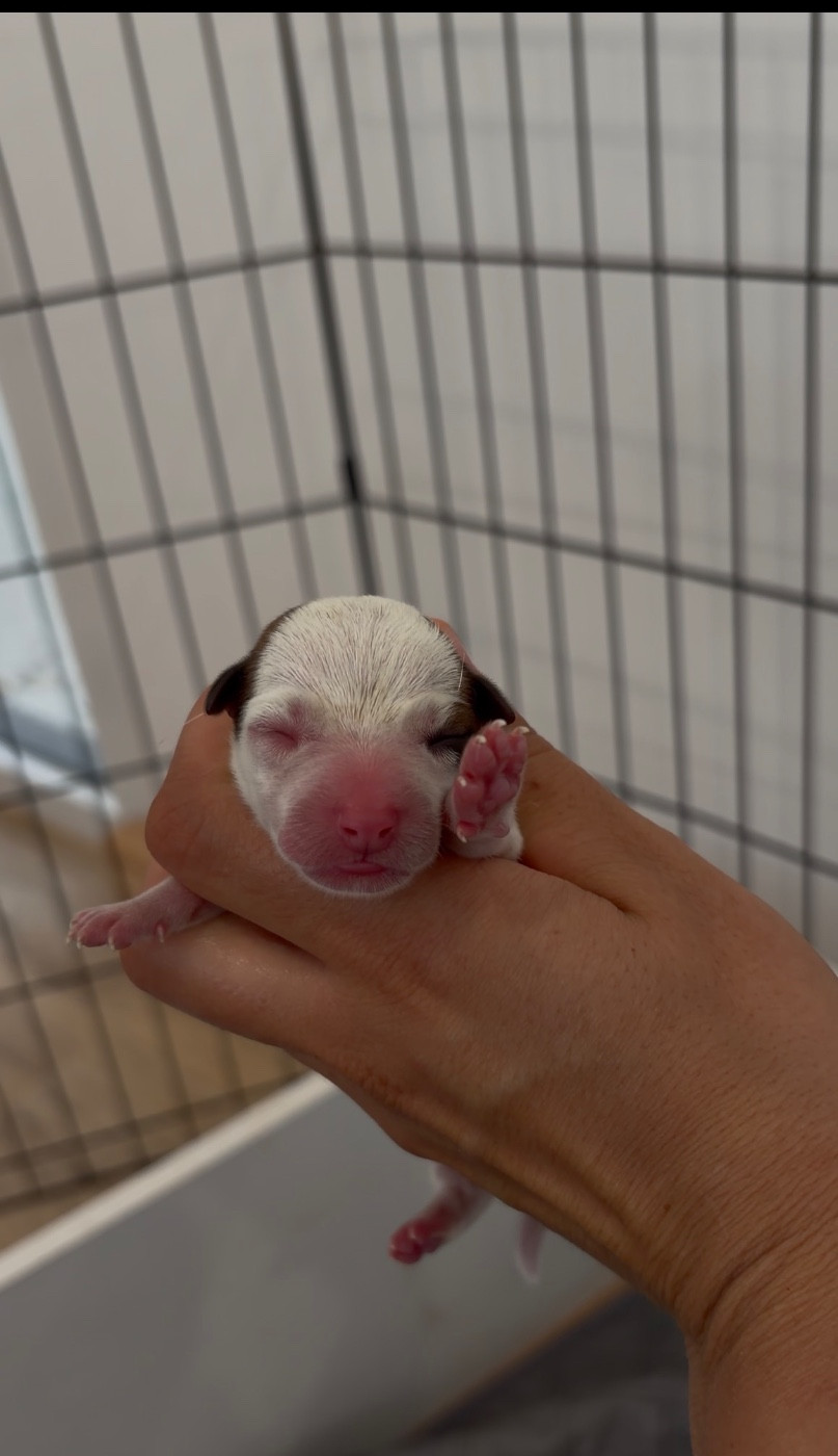 du Bois de Compiègne - Chiots disponibles - Jack Russell Terrier