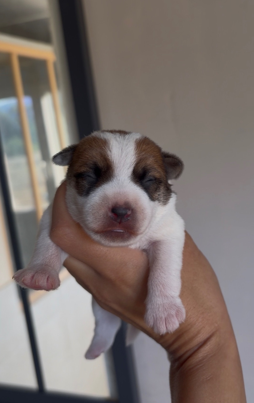 du Bois de Compiègne - Chiots disponibles - Jack Russell Terrier