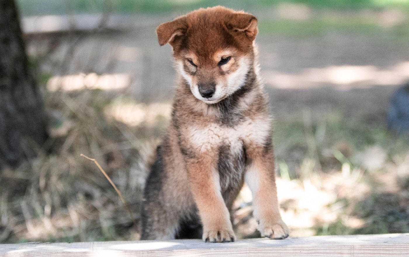 du Bois de Compiègne - Chiots disponibles - Shiba