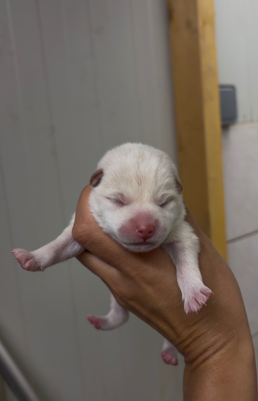du Bois de Compiègne - Chiots disponibles - Shiba