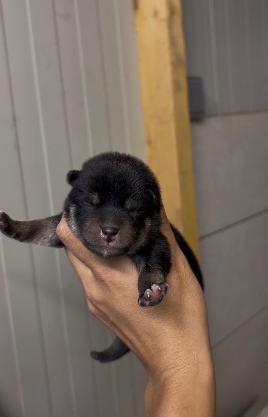 du Bois de Compiègne - Chiots disponibles - Shiba