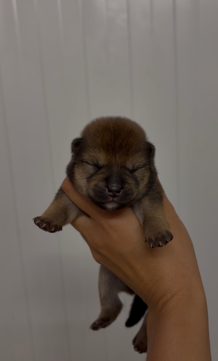 du Bois de Compiègne - Chiots disponibles - Shiba