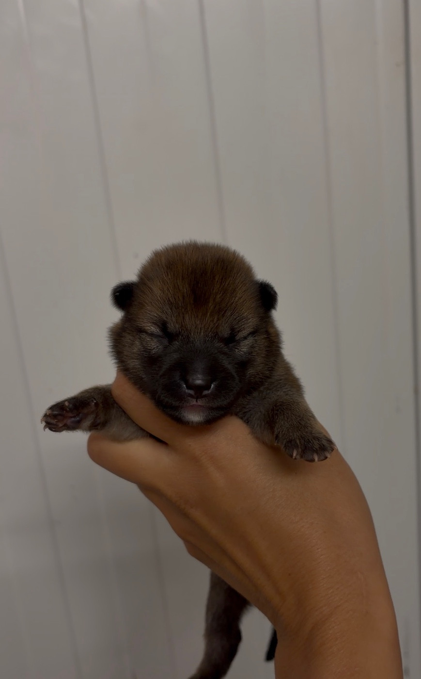 du Bois de Compiègne - Chiots disponibles - Shiba