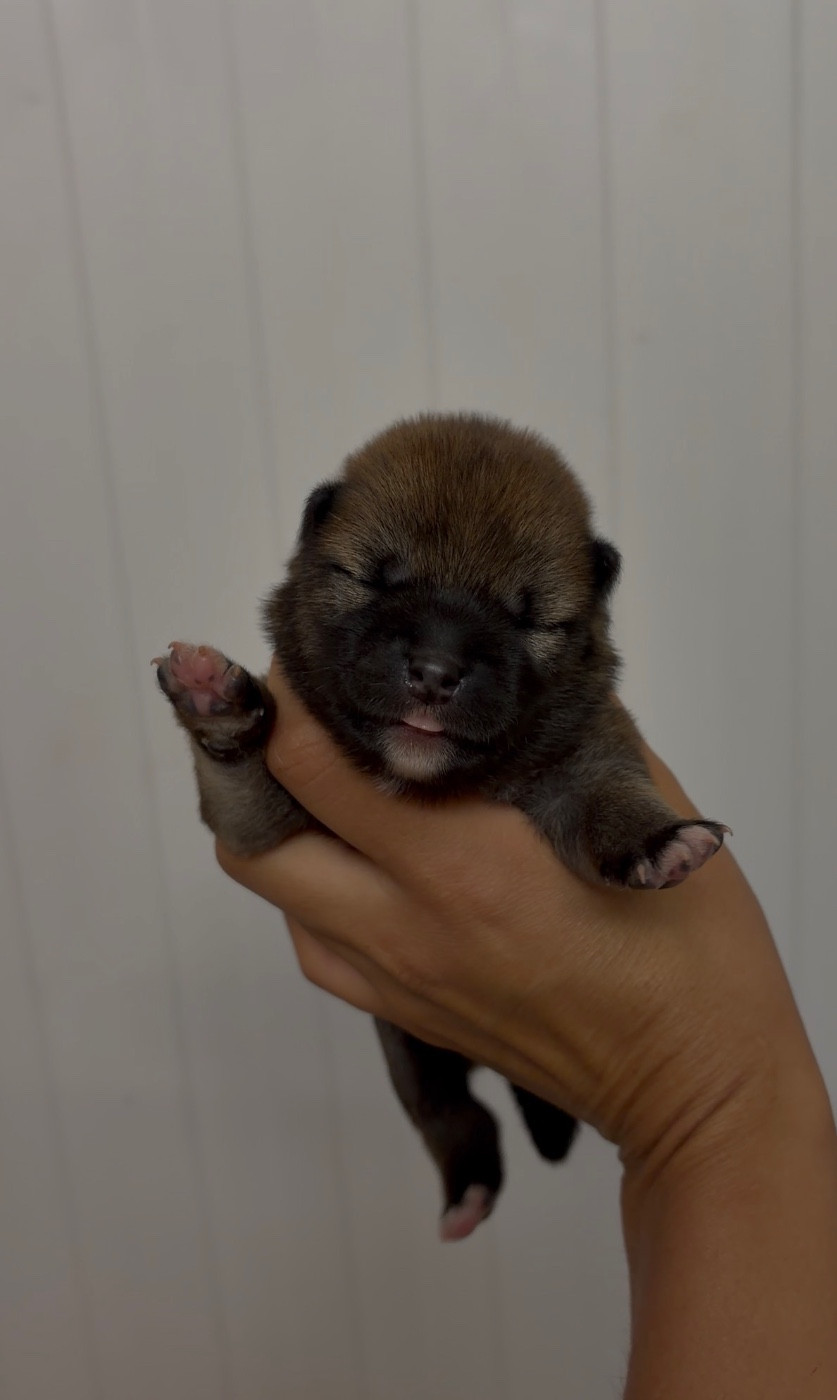 du Bois de Compiègne - Chiots disponibles - Shiba