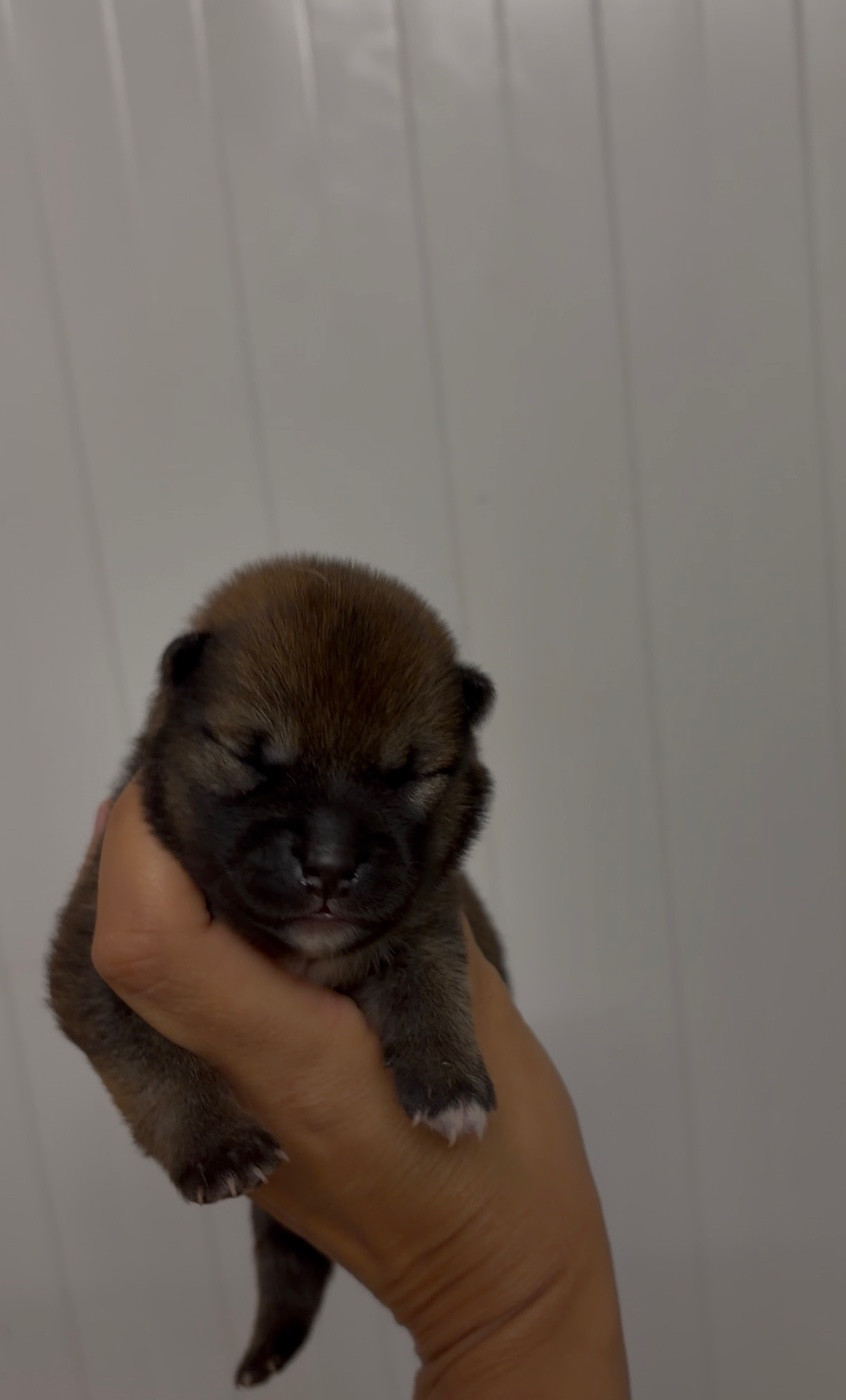 du Bois de Compiègne - Chiots disponibles - Shiba