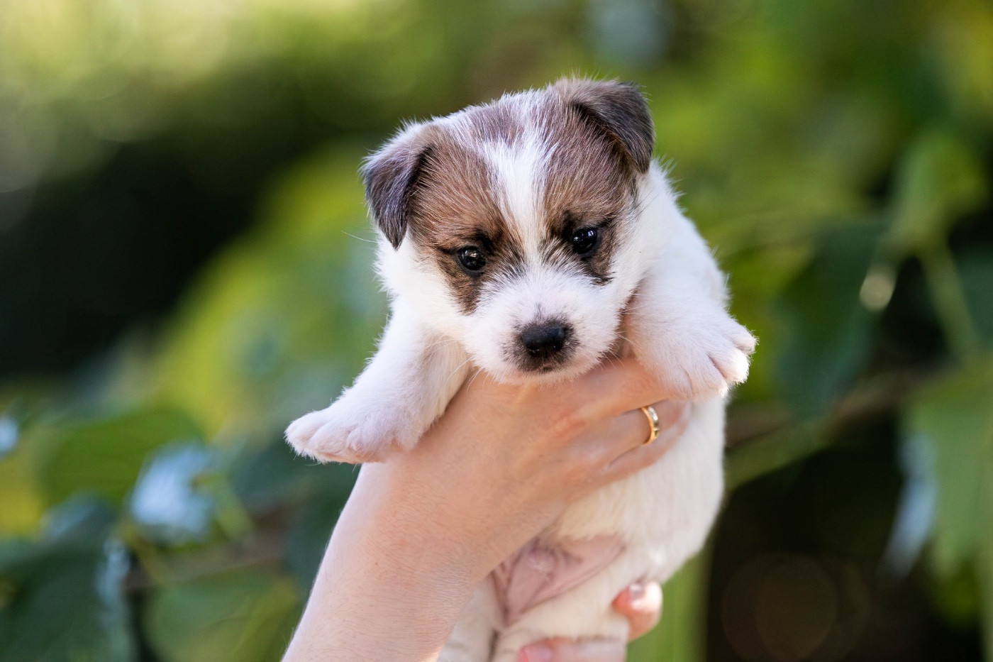 du Bois de Compiègne - Chiots disponibles - Jack Russell Terrier