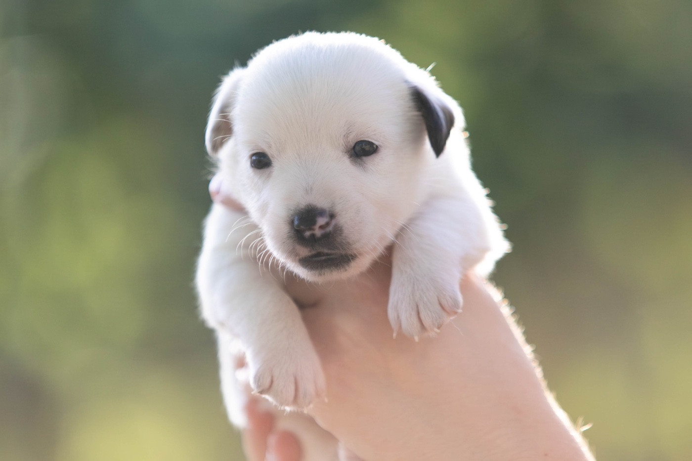 du Bois de Compiègne - Chiots disponibles - Jack Russell Terrier