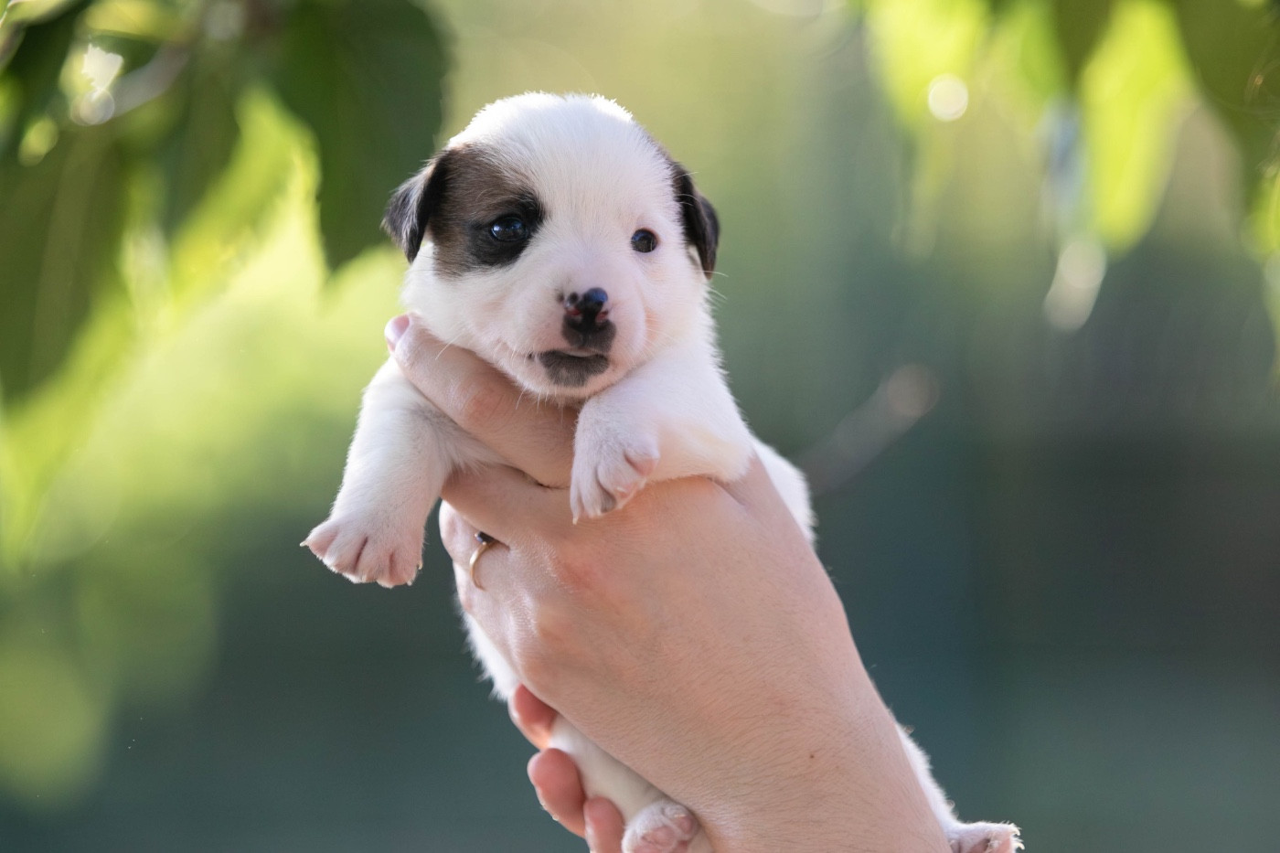 du Bois de Compiègne - Chiots disponibles - Jack Russell Terrier