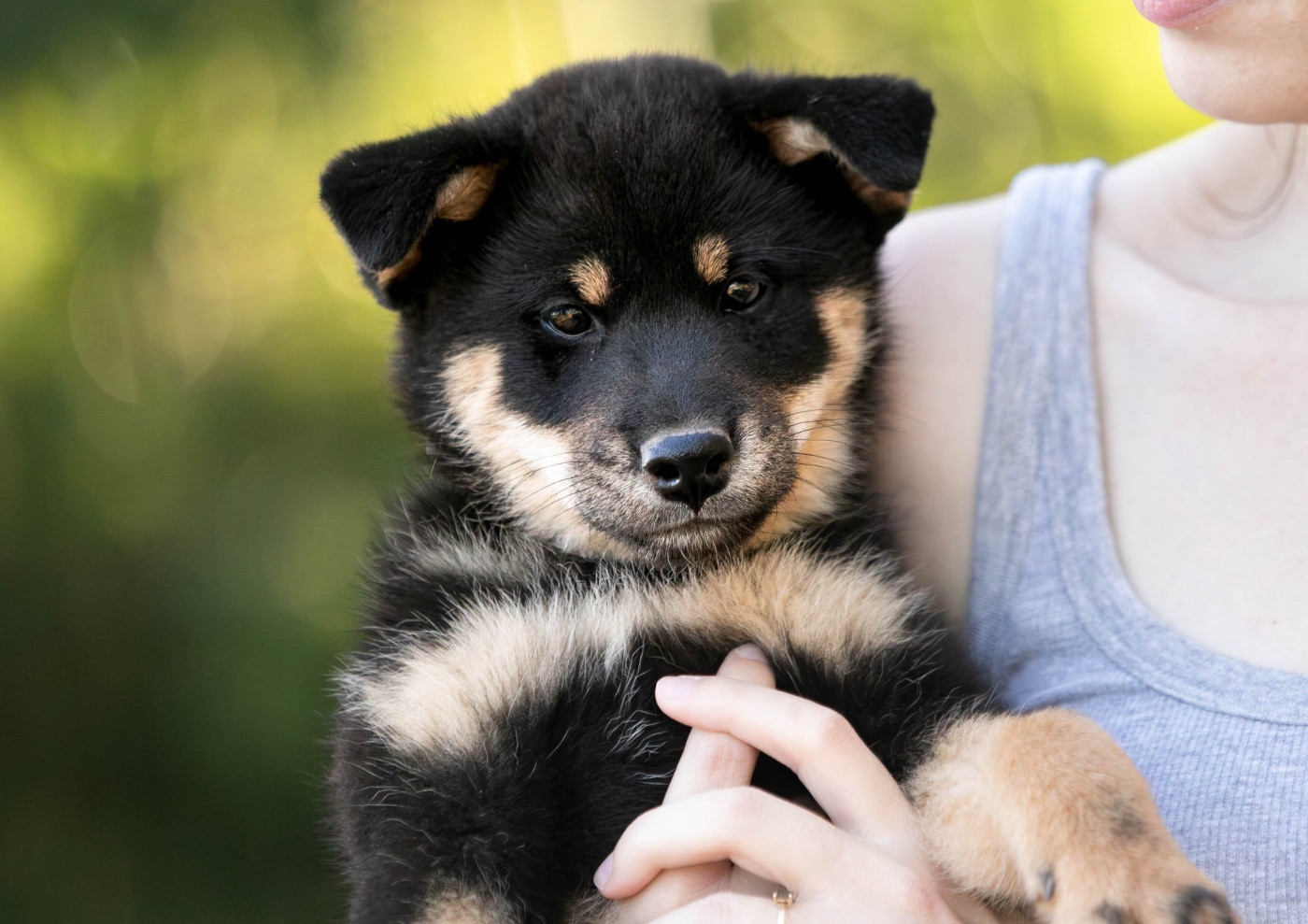 du Bois de Compiègne - Chiots disponibles - Shiba