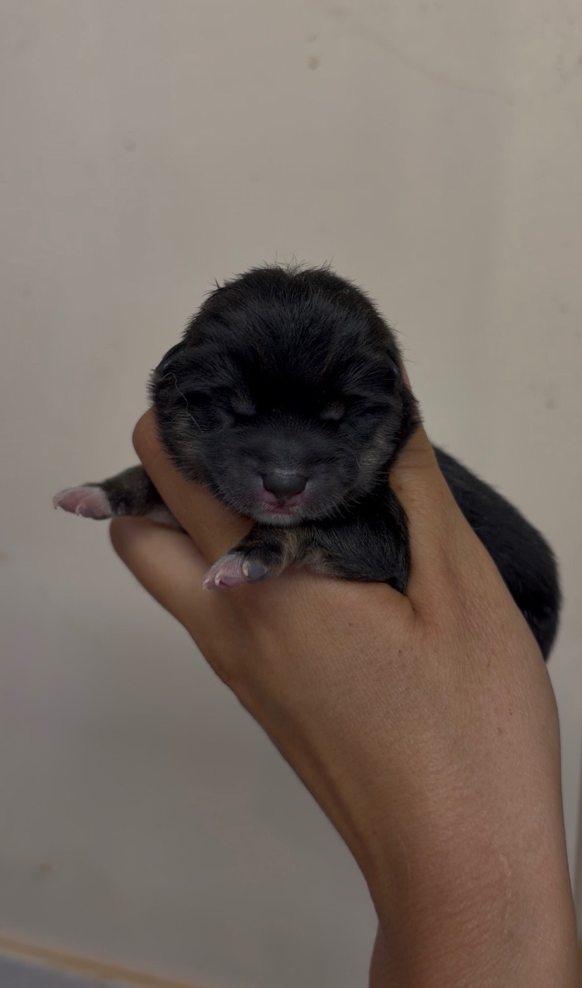 du Bois de Compiègne - Chiots disponibles - Shiba