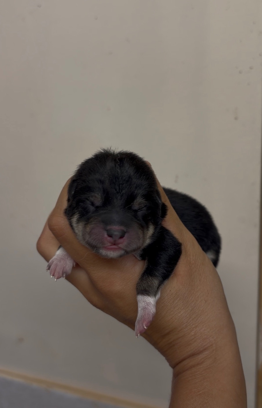du Bois de Compiègne - Chiots disponibles - Shiba