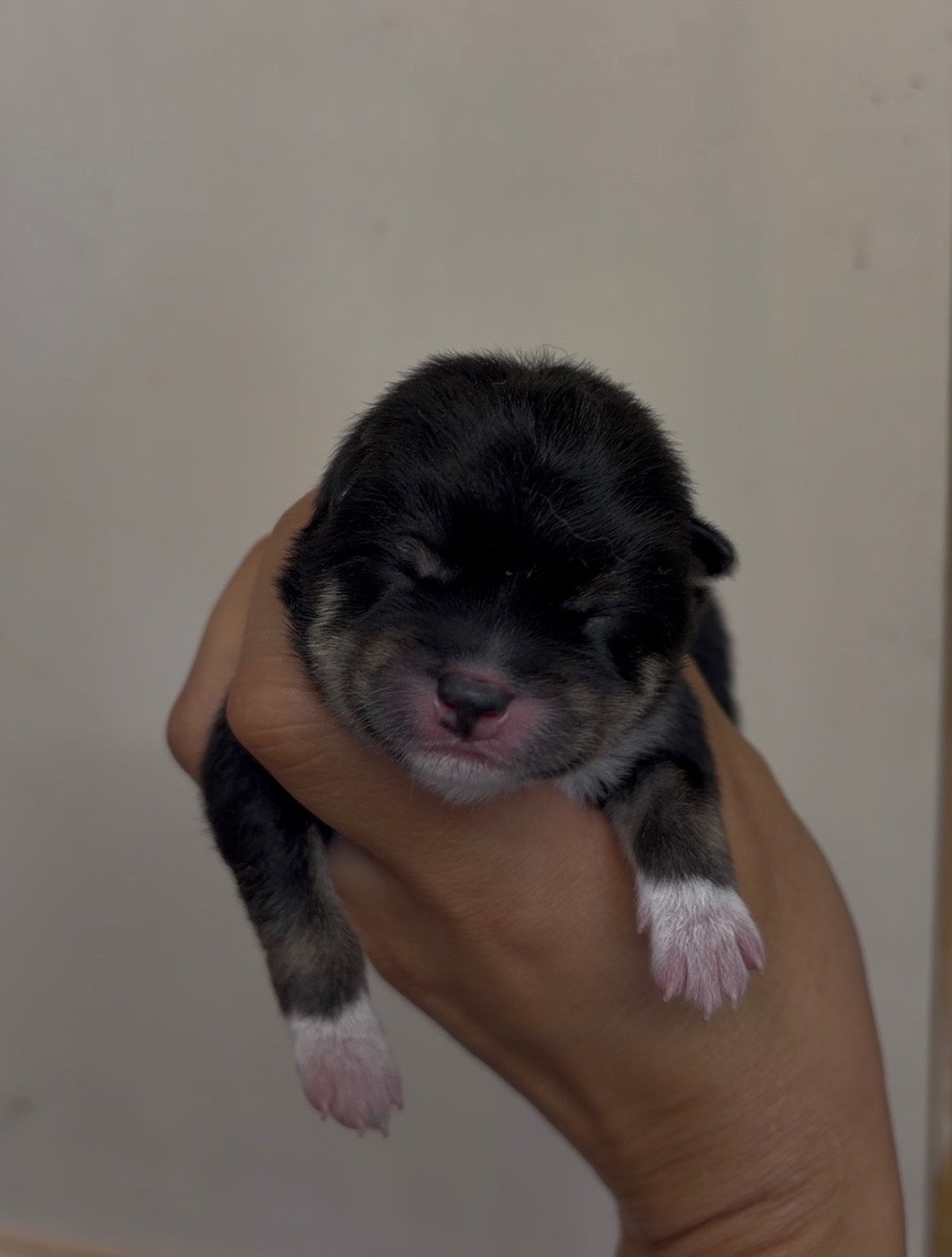 du Bois de Compiègne - Chiots disponibles - Shiba
