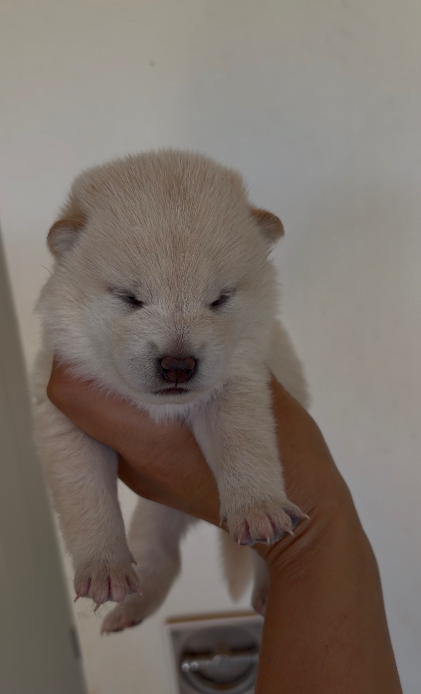 du Bois de Compiègne - Chiots disponibles - Shiba