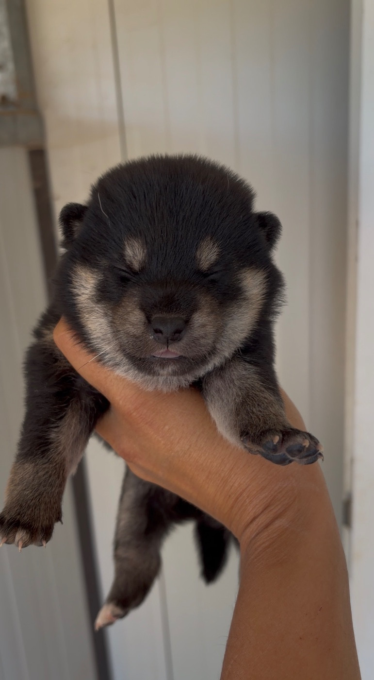 du Bois de Compiègne - Chiots disponibles - Shiba