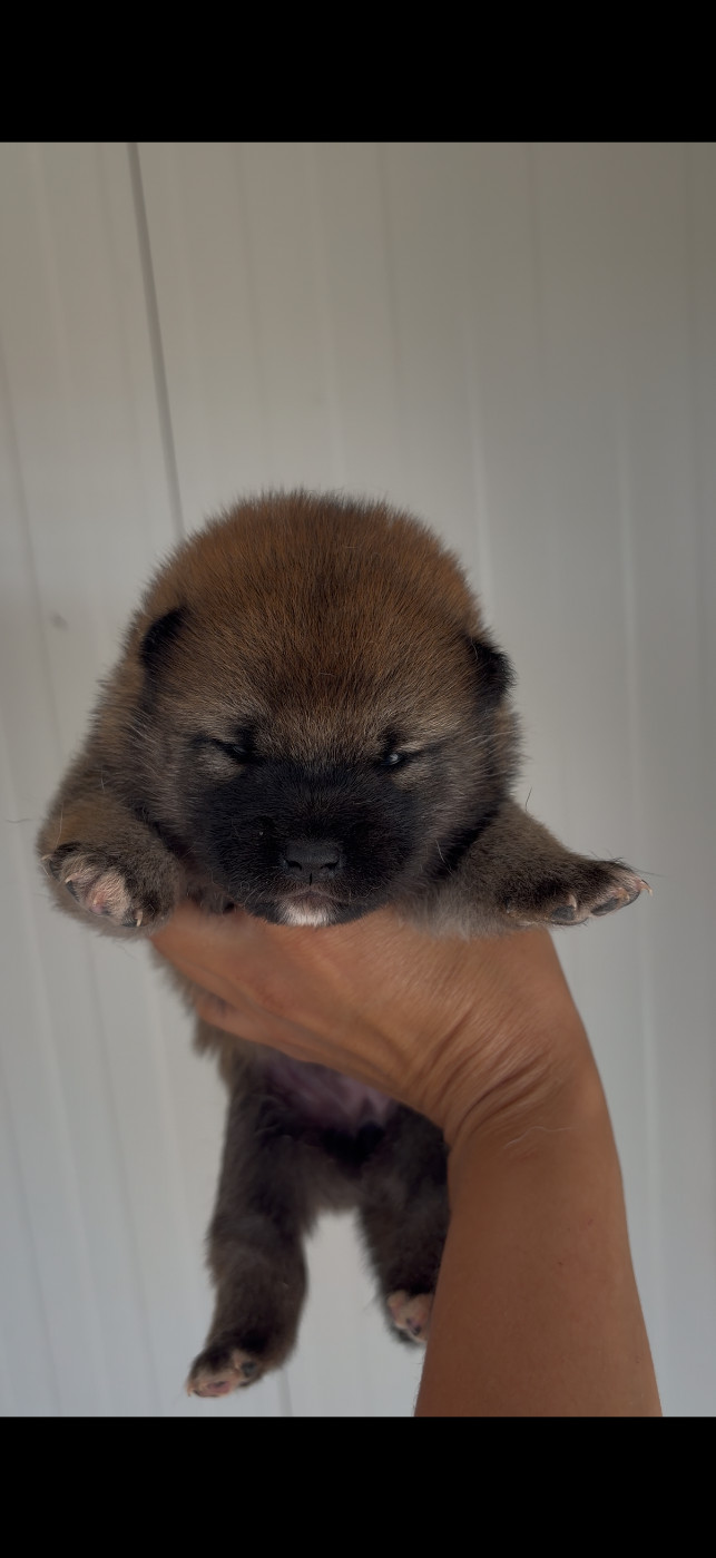 du Bois de Compiègne - Chiots disponibles - Shiba