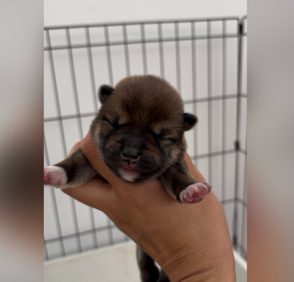 du Bois de Compiègne - Chiots disponibles - Shiba