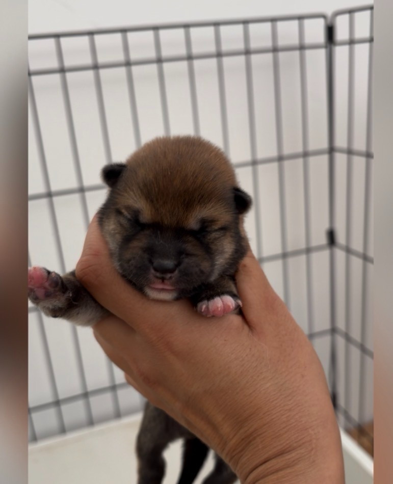 du Bois de Compiègne - Chiots disponibles - Shiba