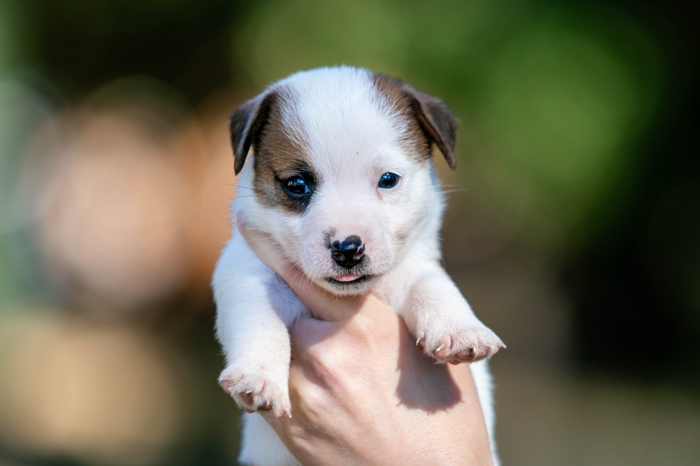 du Bois de Compiègne - Chiots disponibles - Jack Russell Terrier