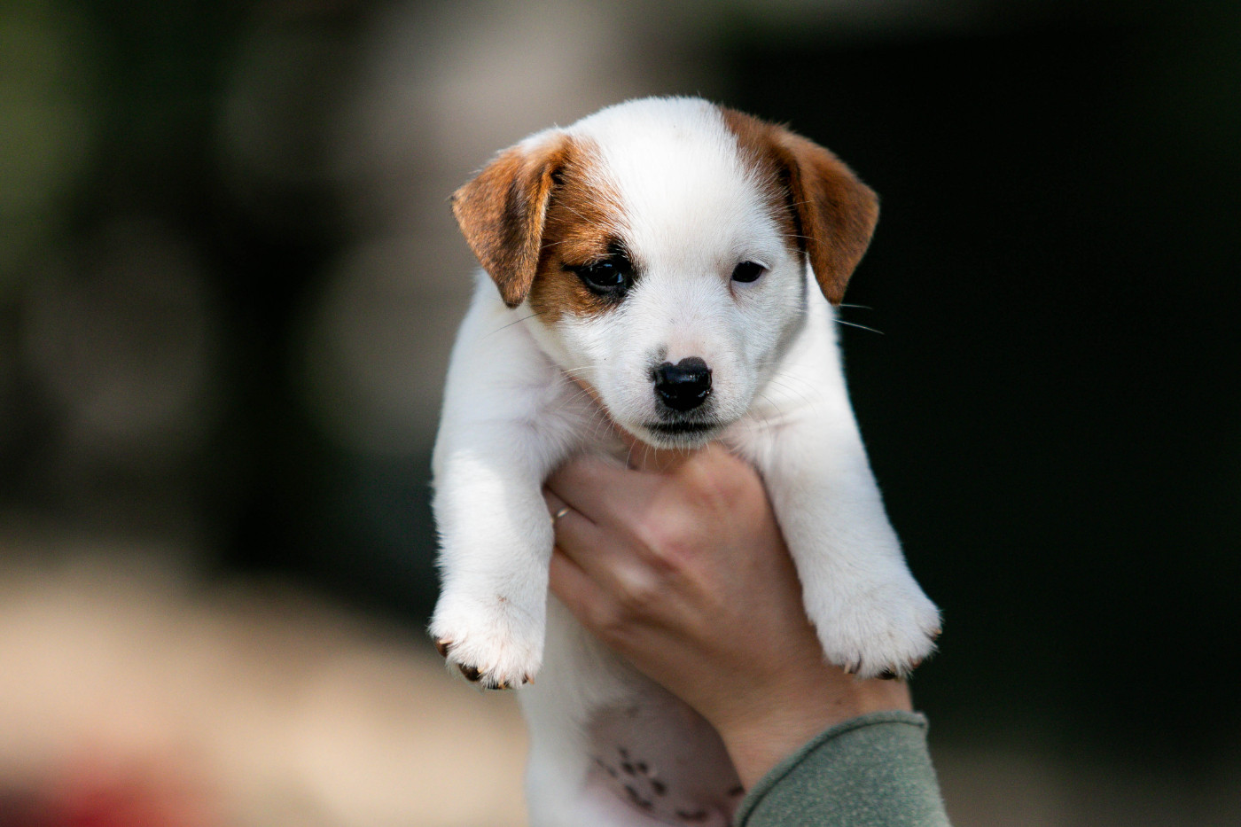 du Bois de Compiègne - Chiots disponibles - Jack Russell Terrier