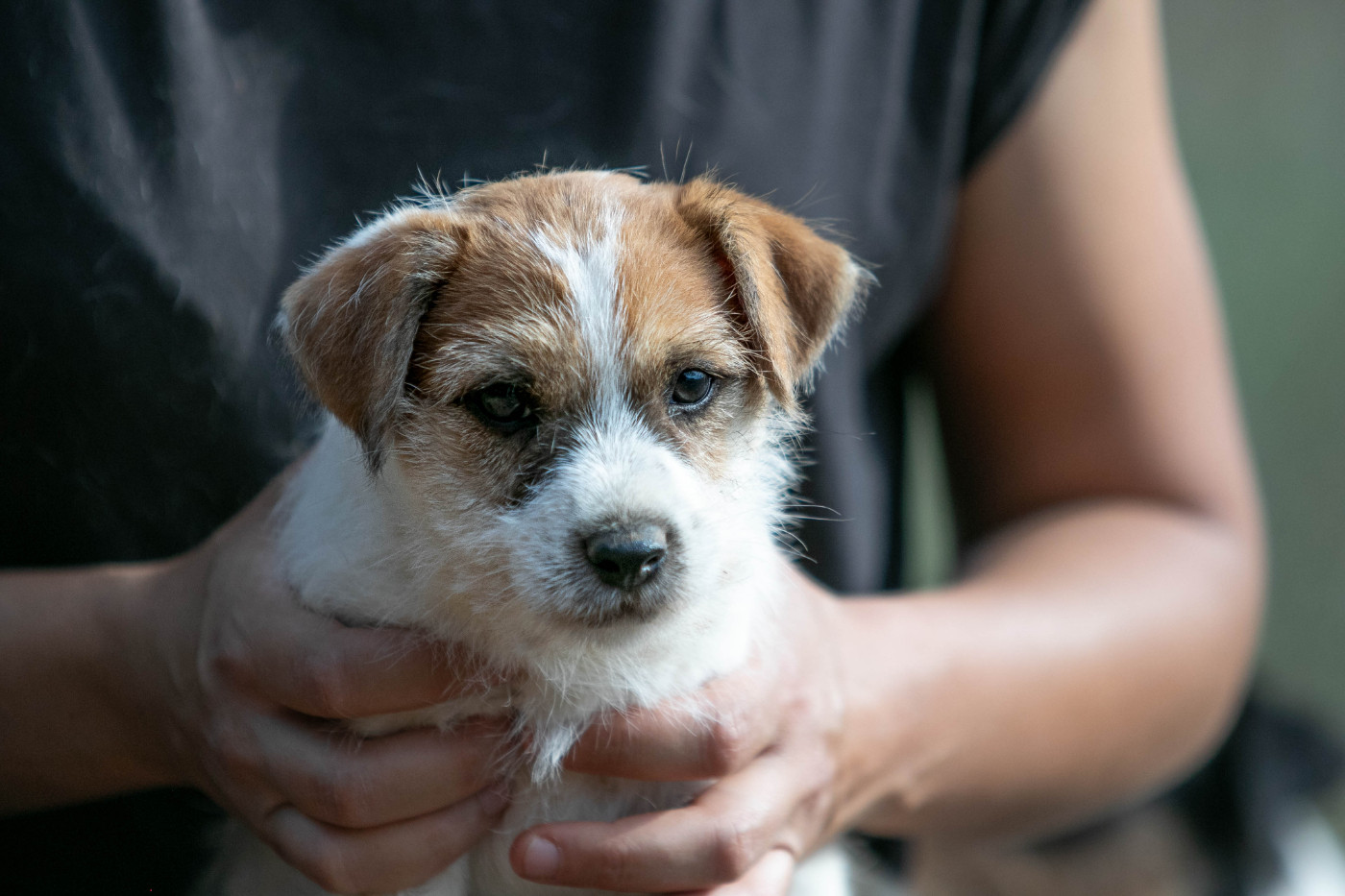 du Bois de Compiègne - Chiots disponibles - Jack Russell Terrier
