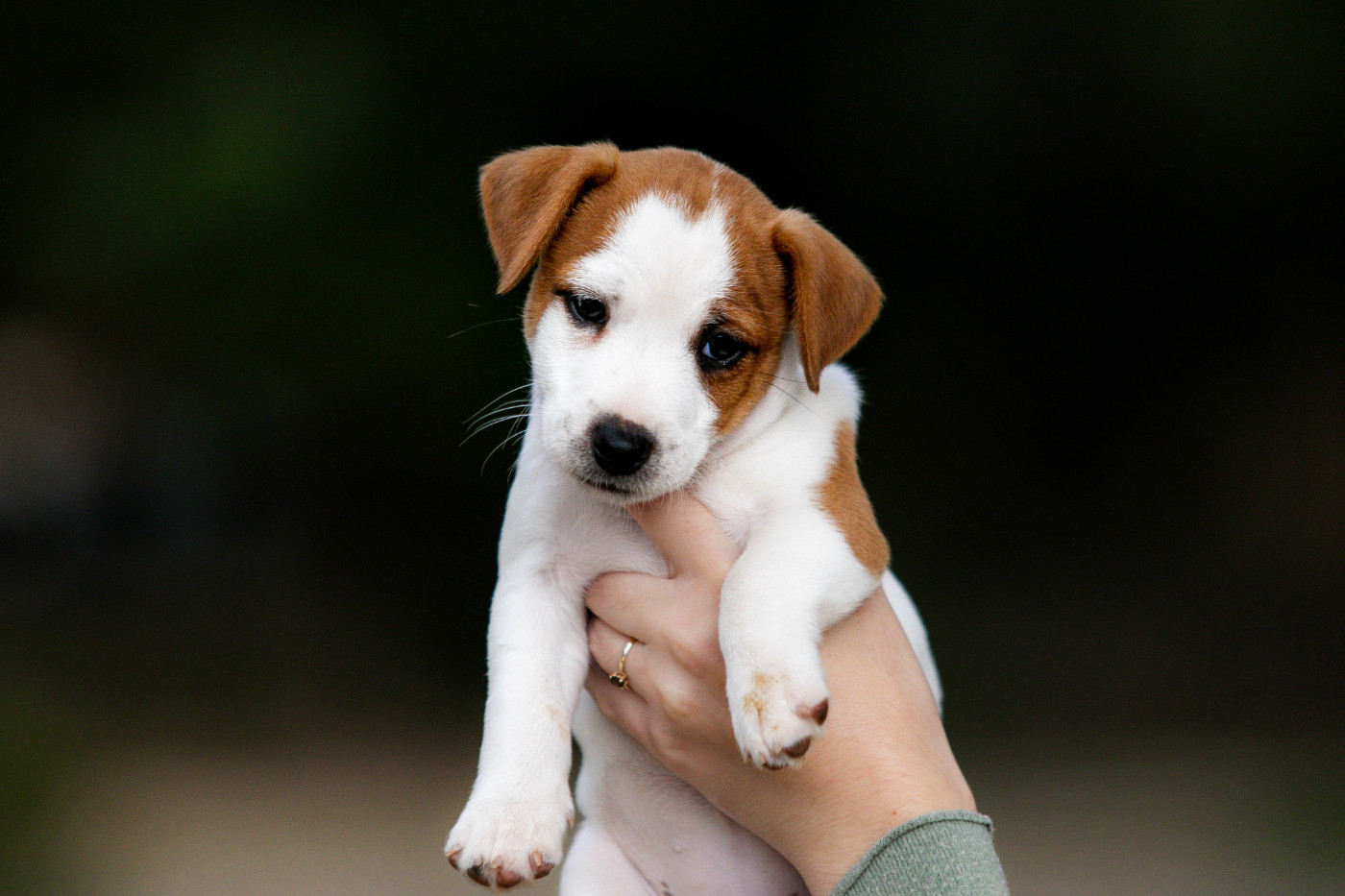 du Bois de Compiègne - Chiots disponibles - Jack Russell Terrier