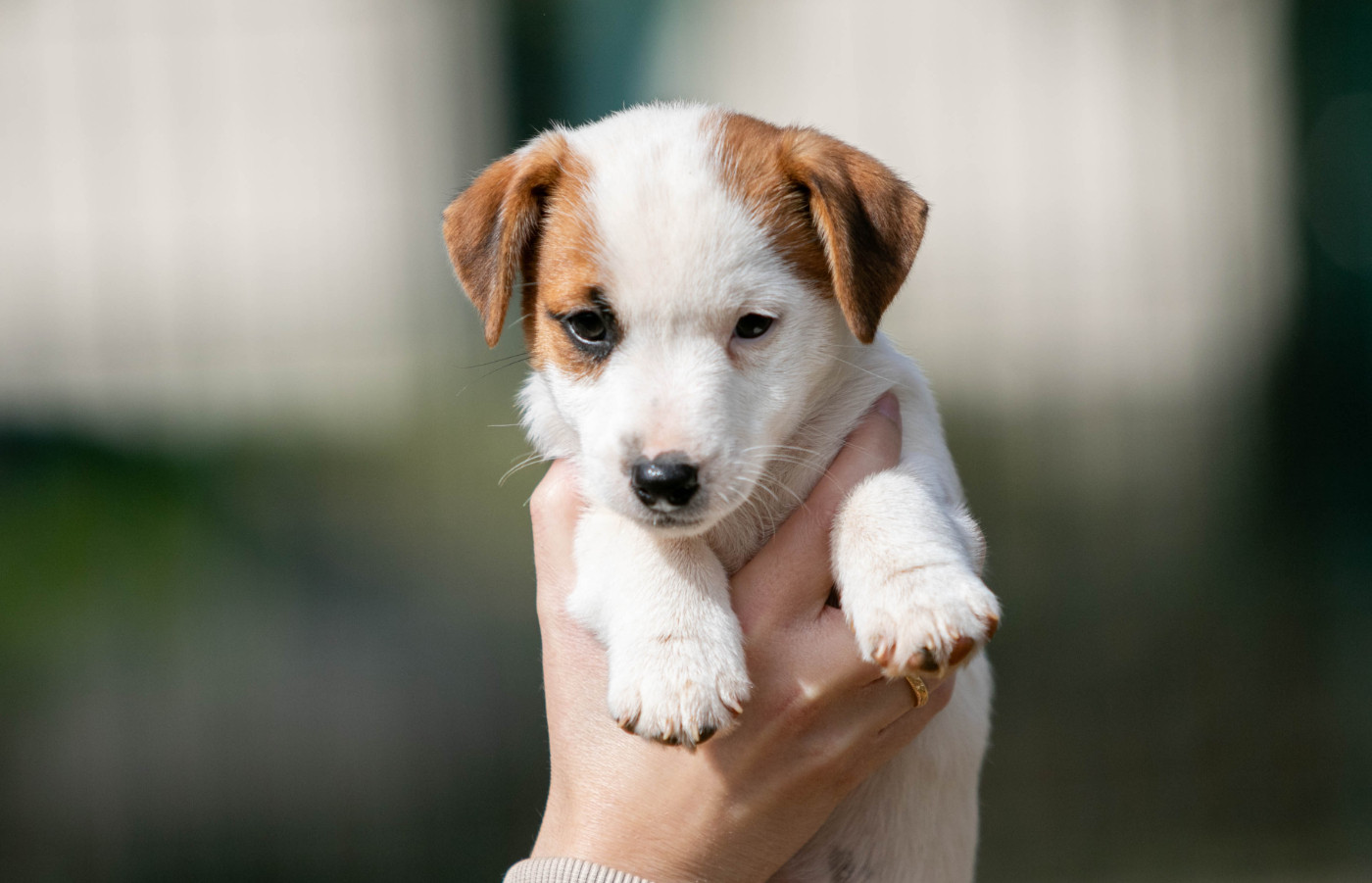 du Bois de Compiègne - Chiots disponibles - Jack Russell Terrier