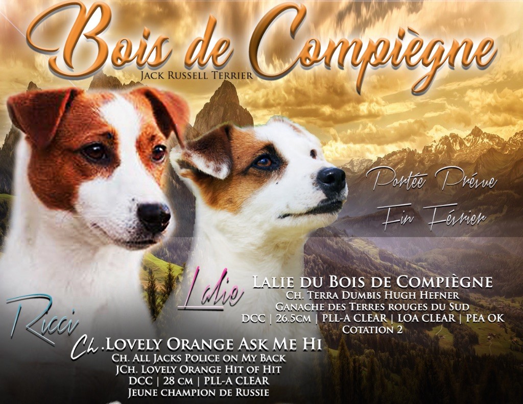 du Bois de Compiègne - Jack Russell Terrier - Portée née le 20/02/2019