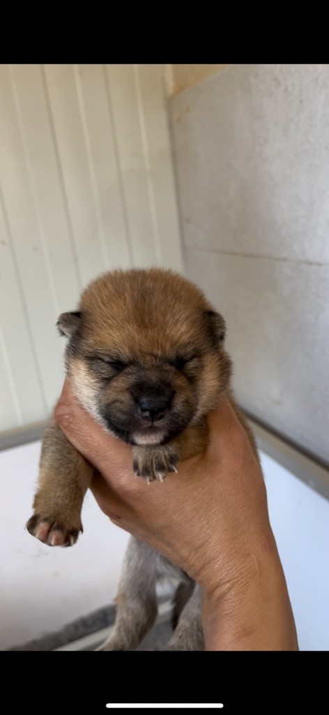 du Bois de Compiègne - Chiots disponibles - Shiba