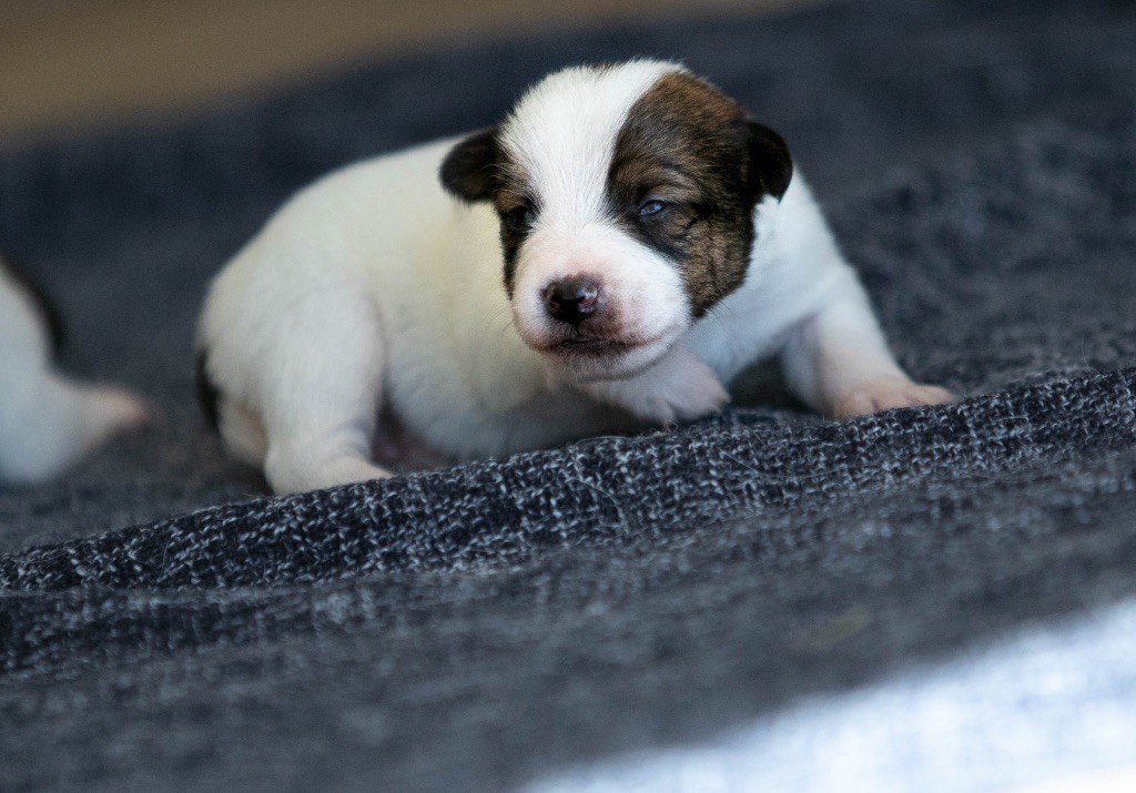 du Bois de Compiègne - Chiots disponibles - Jack Russell Terrier