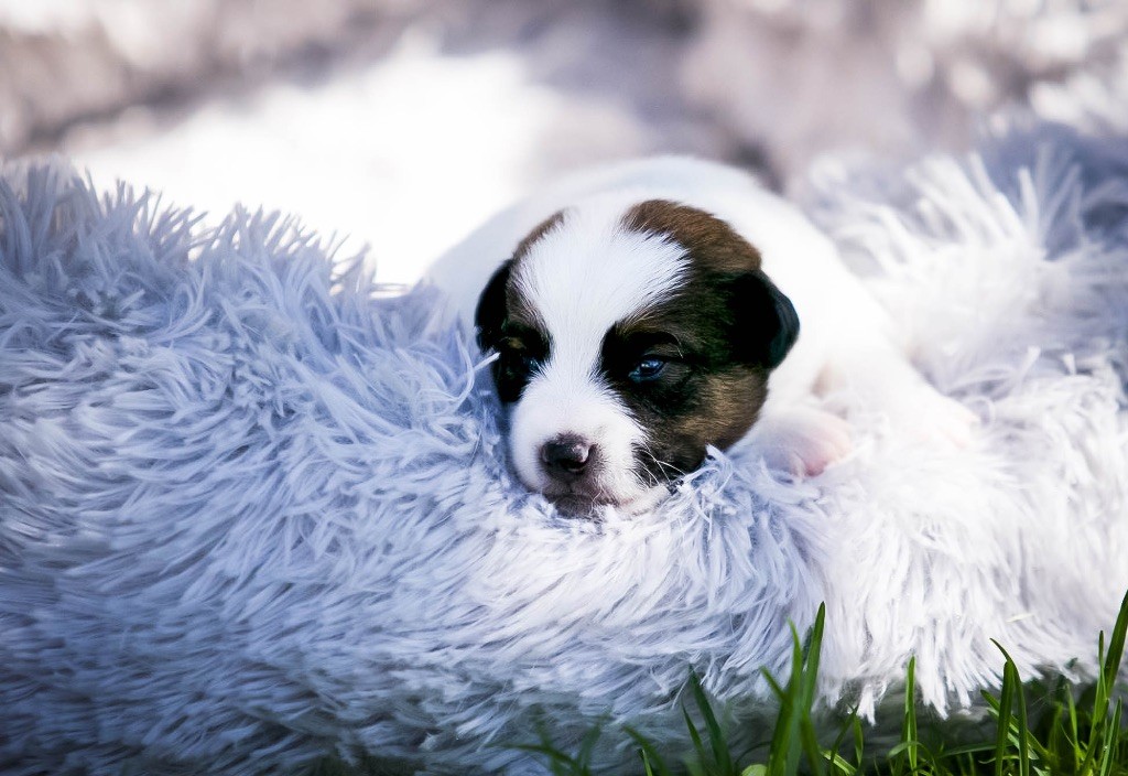 du Bois de Compiègne - Chiots disponibles - Jack Russell Terrier