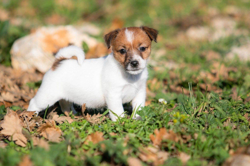CHIOT