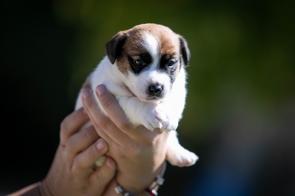 du Bois de Compiègne - Chiots disponibles - Jack Russell Terrier