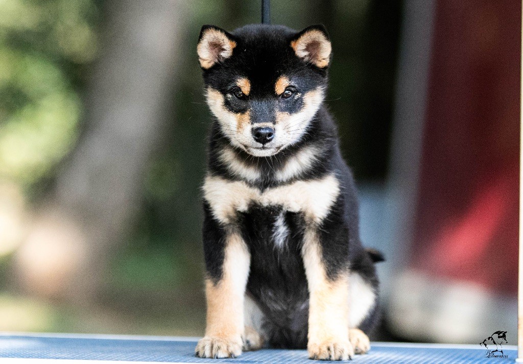 du Bois de Compiègne - Shiba - Portée née le 13/07/2024