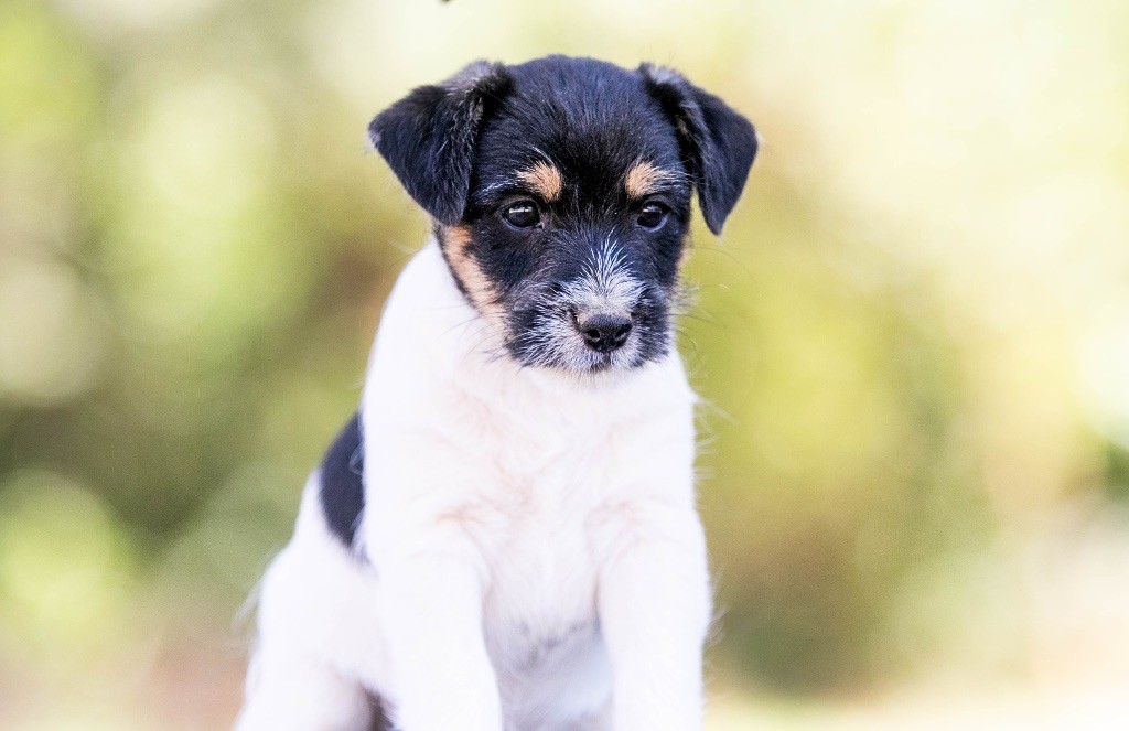 du Bois de Compiègne - Chiots disponibles - Jack Russell Terrier
