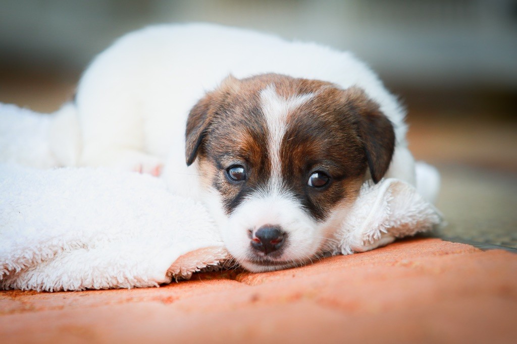 du Bois de Compiègne - Jack Russell Terrier - Portée née le 23/07/2018