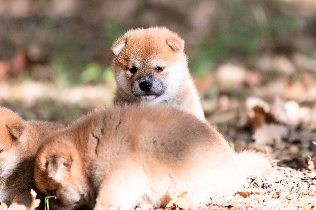 du Bois de Compiègne - Chiots disponibles - Shiba