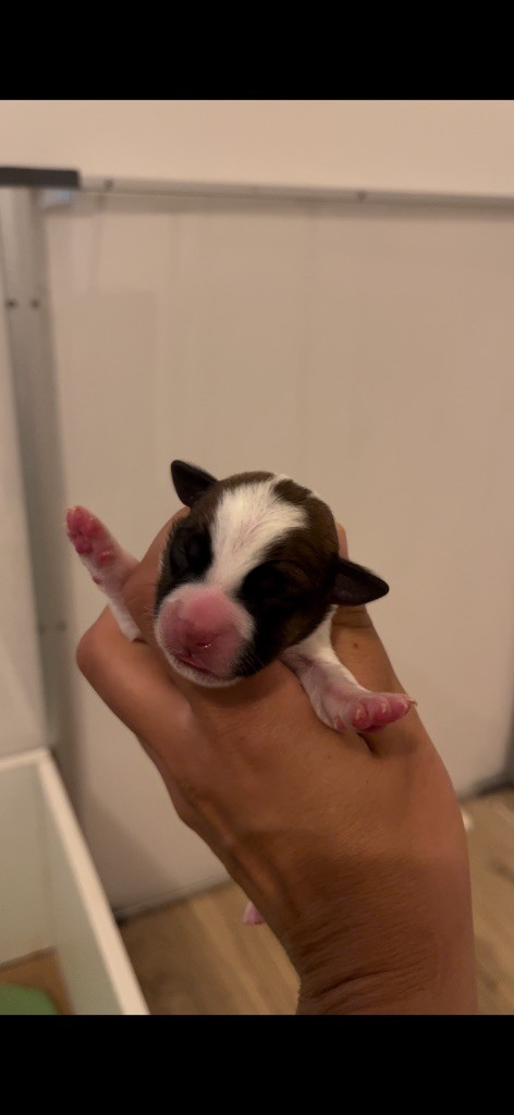 du Bois de Compiègne - Chiots disponibles - Jack Russell Terrier