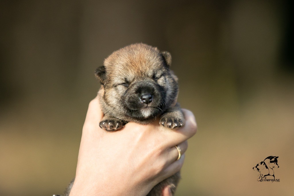 du Bois de Compiègne - Shiba - Portée née le 11/09/2023