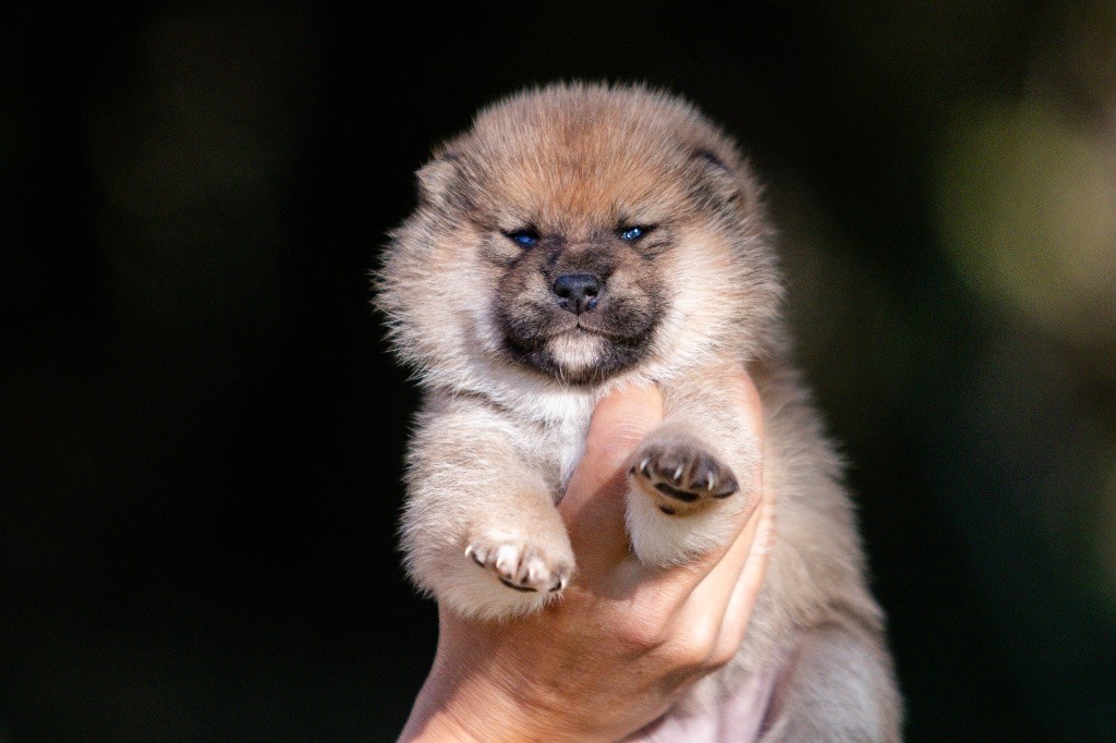 du Bois de Compiègne - Chiots disponibles - Shiba