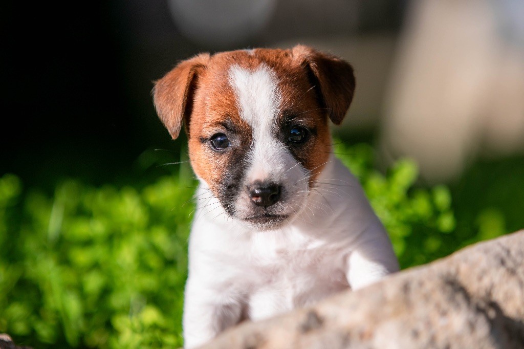 du Bois de Compiègne - Jack Russell Terrier - Portée née le 26/09/2024