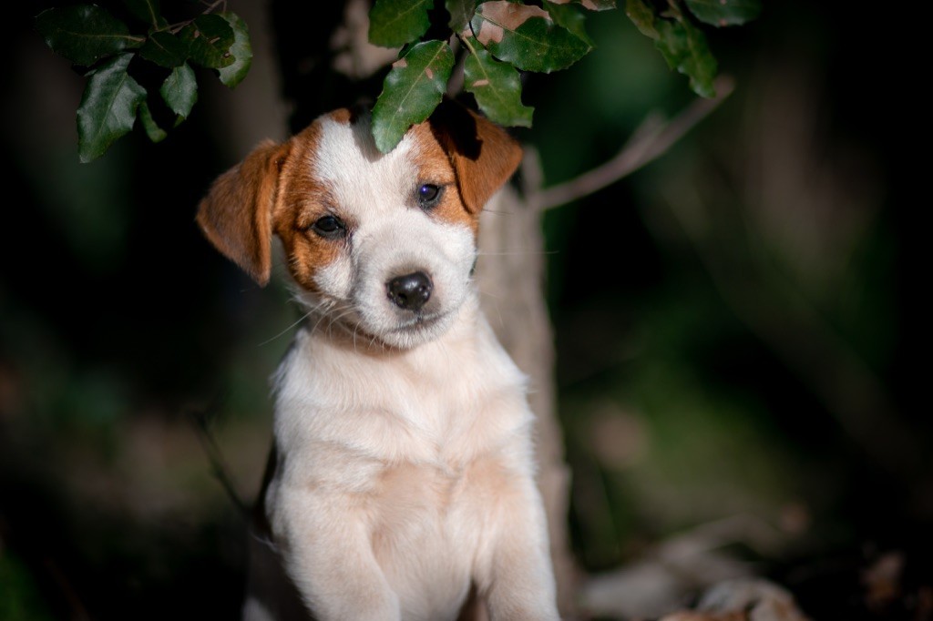 du Bois de Compiègne - Jack Russell Terrier - Portée née le 27/10/2021